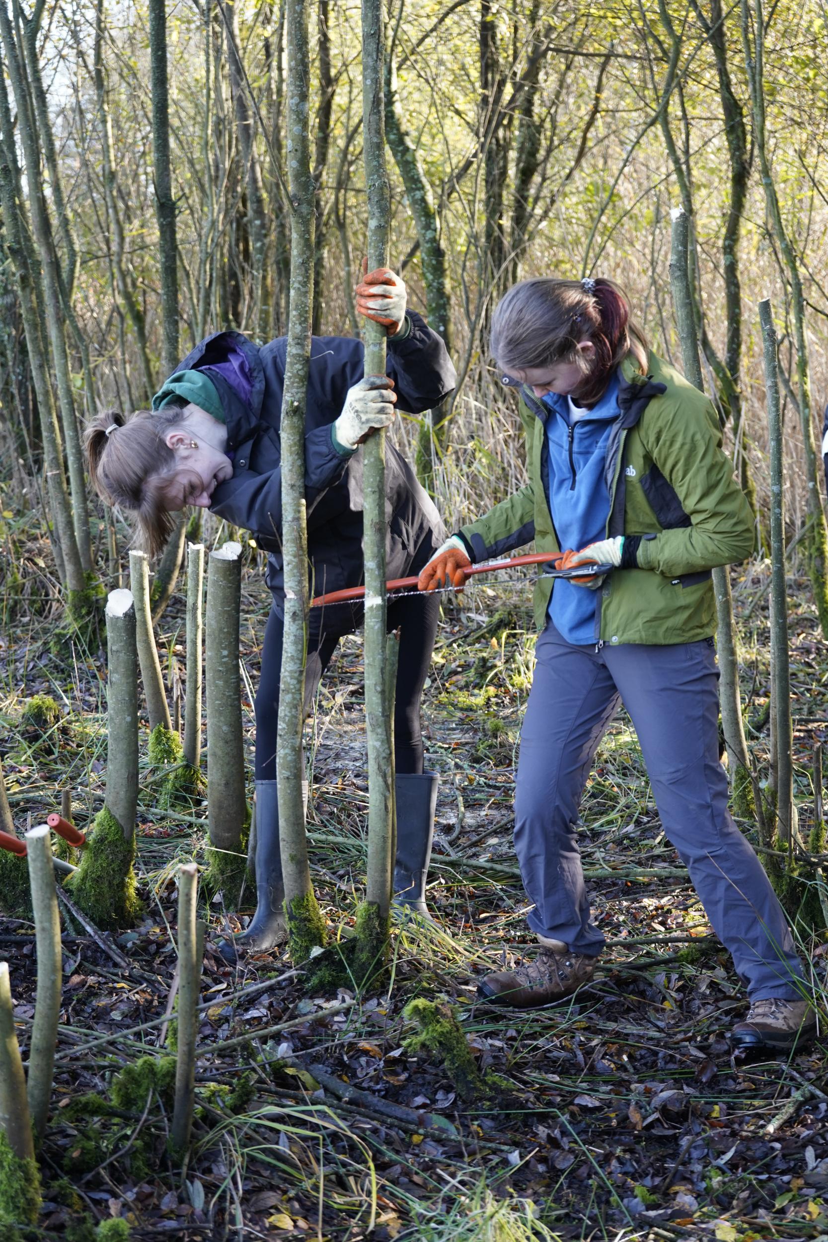 Students cutting down a tree