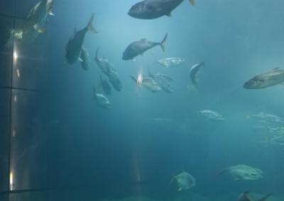 Plymouth Aquarium (14)