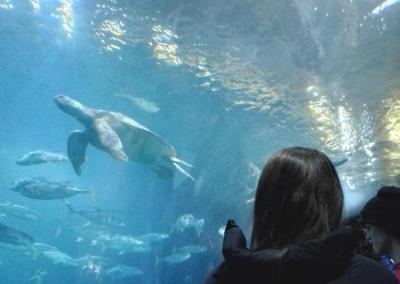 Plymouth Aquarium (15)