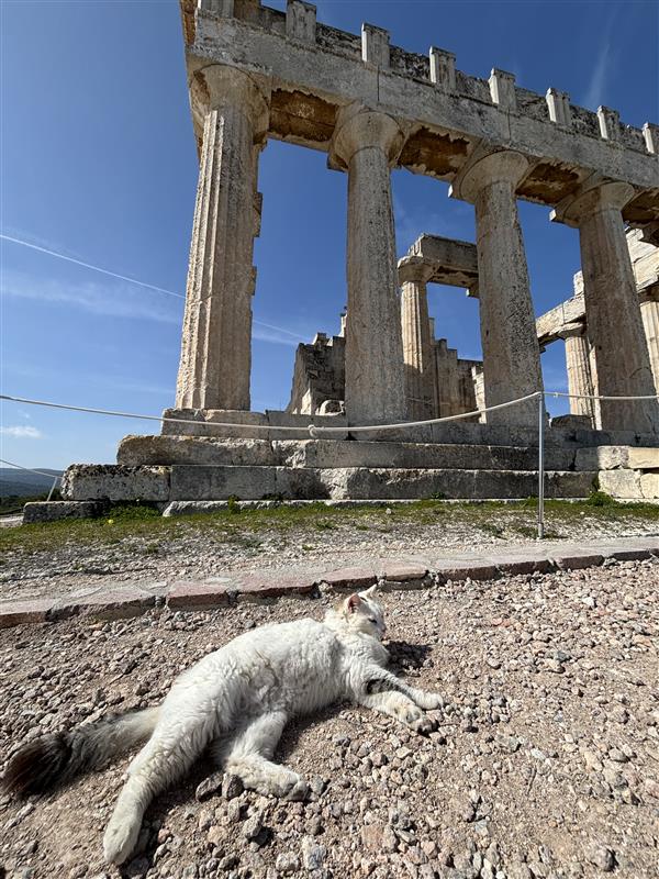 Cat by a monument
