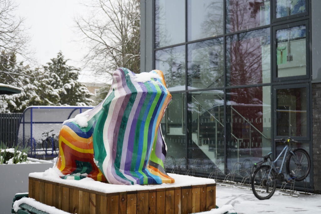 Taunton toad in the snow